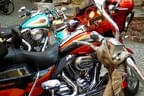 Harley_Kitzbuehel Bild 27
